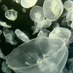 Meet your Posher, Scarlett